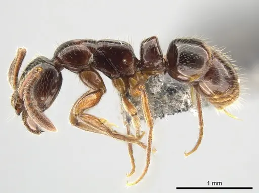Myopias delta specimen CASENT0650360 image casent0650360_3