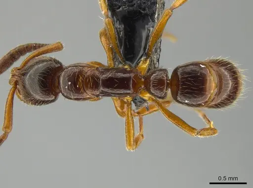 Myopias delta specimen CASENT0650663 image casent0650663_1