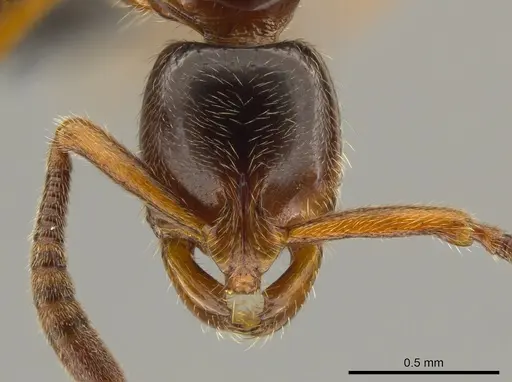 Myopias delta specimen CASENT0650663 image casent0650663_2