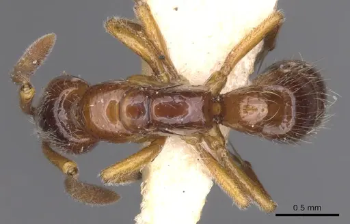 Myopias delta specimen CASENT0902522 image casent0902522_1