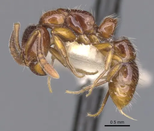 Myopias delta specimen CASENT0902522 image casent0902522_3