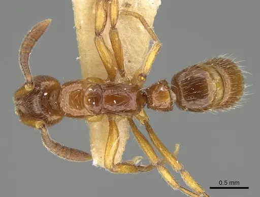 Myopias delta specimen CASENT0922432 image casent0922432_1