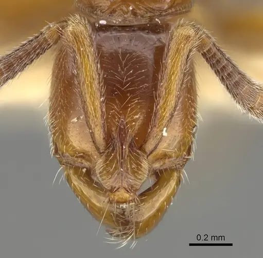 Myopias delta specimen CASENT0922432 image casent0922432_2