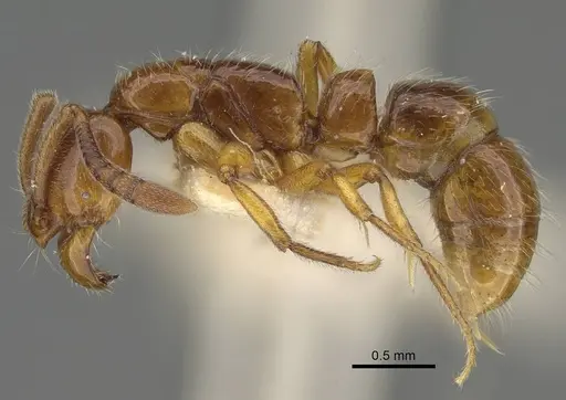 Myopias delta specimen CASENT0922432 image casent0922432_3
