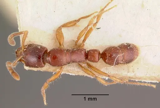 Myopias emeryi specimen CASENT0102465 image casent0102465_1