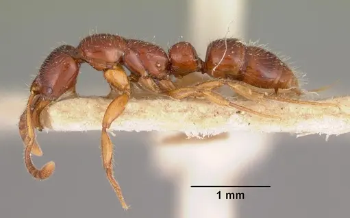 Myopias emeryi specimen CASENT0102465 image casent0102465_3