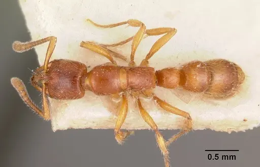 Myopias emeryi specimen CASENT0102466 image casent0102466_1
