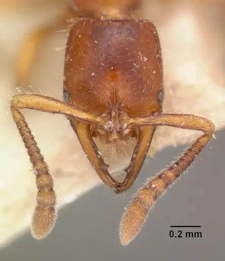 Myopias emeryi specimen CASENT0102466 image casent0102466_2