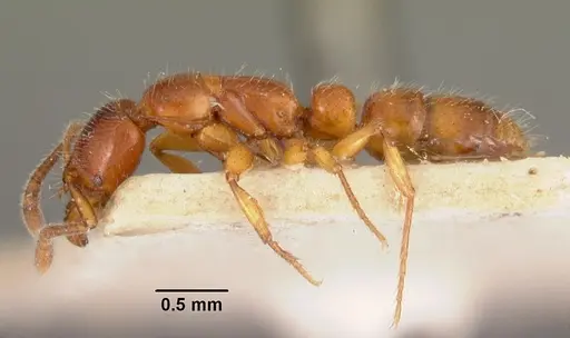 Myopias emeryi specimen CASENT0102466 image casent0102466_3