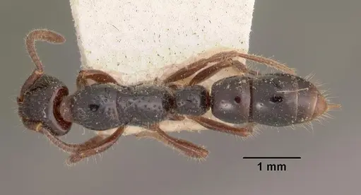 Myopias hollandi specimen CASENT0102463 image casent0102463_1