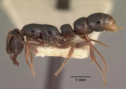 Myopias hollandi specimen CASENT0102463 image casent0102463_3