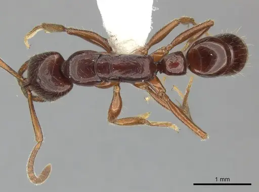 Myopias julivora specimen CASENT0270591 image casent0270591_1