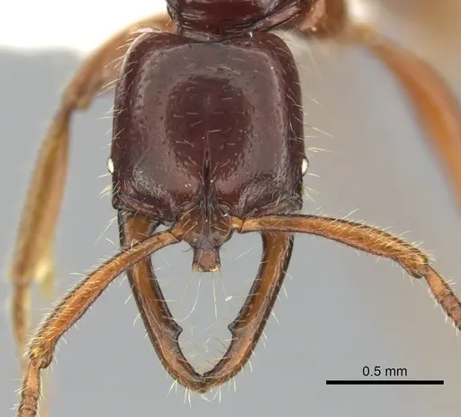 Myopias julivora specimen CASENT0270591 image casent0270591_2