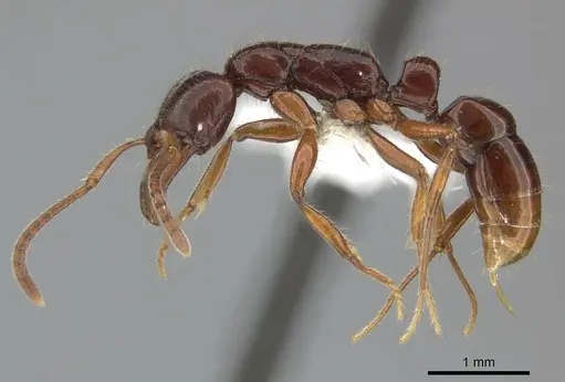 Myopias julivora specimen CASENT0270591 image casent0270591_3