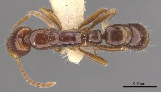 Myopias julivora specimen CASENT0902534 image casent0902534_1