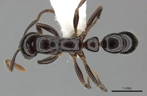 Myopias latinoda specimen CASENT0270592 image casent0270592_1