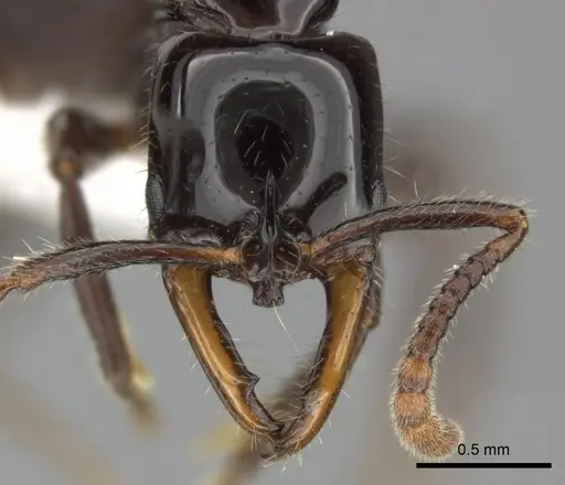 Myopias latinoda specimen CASENT0270592 image casent0270592_2