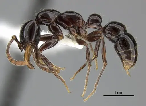 Myopias latinoda specimen CASENT0270592 image casent0270592_3