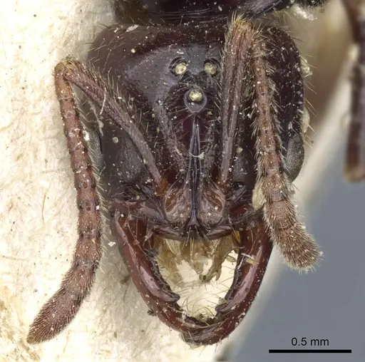 Myopias latinoda specimen CASENT0903922 image casent0903922_2