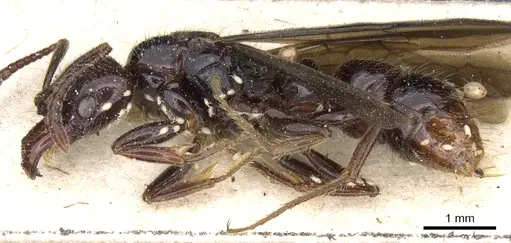 Myopias latinoda specimen CASENT0903922 image casent0903922_3
