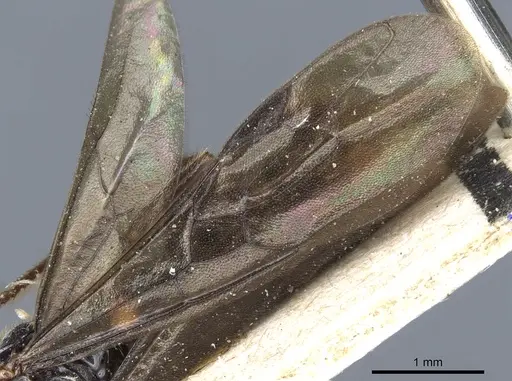 Myopias latinoda specimen CASENT0903922 image casent0903922_4