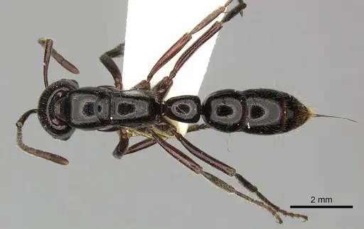 Myopias loriai specimen CASENT0270593 image casent0270593_1