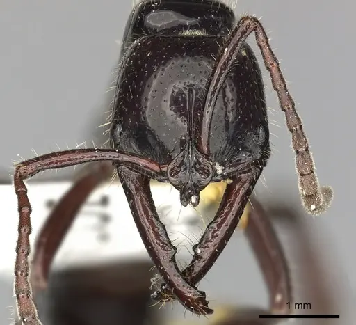 Myopias loriai specimen CASENT0270593 image casent0270593_2