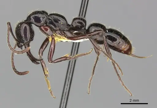 Myopias loriai specimen CASENT0270593 image casent0270593_3