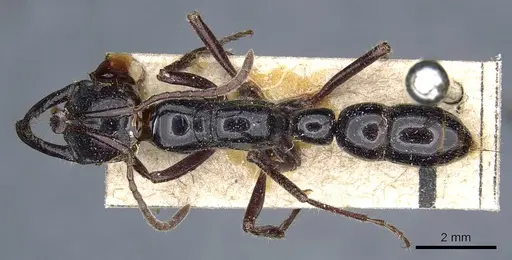 Myopias loriai specimen CASENT0905741 image casent0905741_1