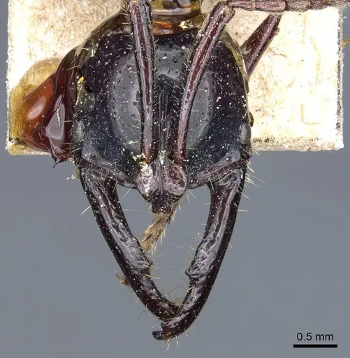 Myopias loriai specimen CASENT0905741 image casent0905741_2