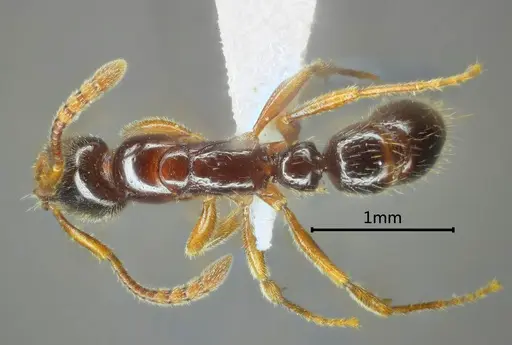 Myopias luoba specimen ANTWEB1060513 image antweb1060513_1
