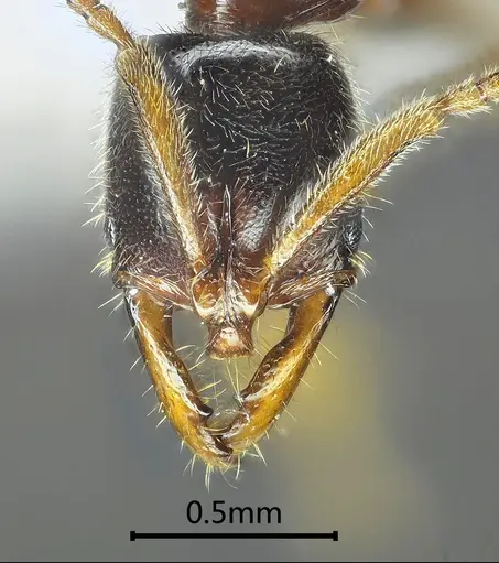 Myopias luoba specimen ANTWEB1060513 image antweb1060513_2