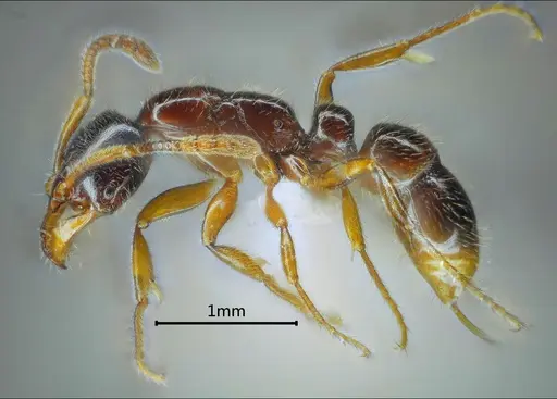 Myopias luoba specimen ANTWEB1060513 image antweb1060513_4