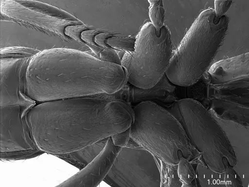 Myopias maligna specimen ANTWEB1008550 image antweb1008550_1