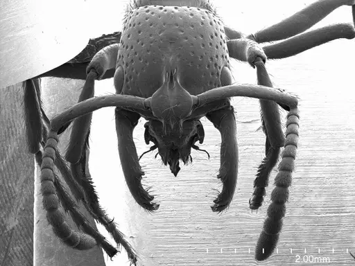 Myopias maligna specimen ANTWEB1008550 image antweb1008550_2