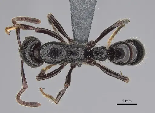 Myopias maligna specimen CASENT0722234 image casent0722234_1