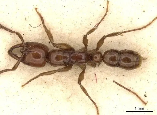 Myopias mayri specimen CASENT0281905 image casent0281905_1