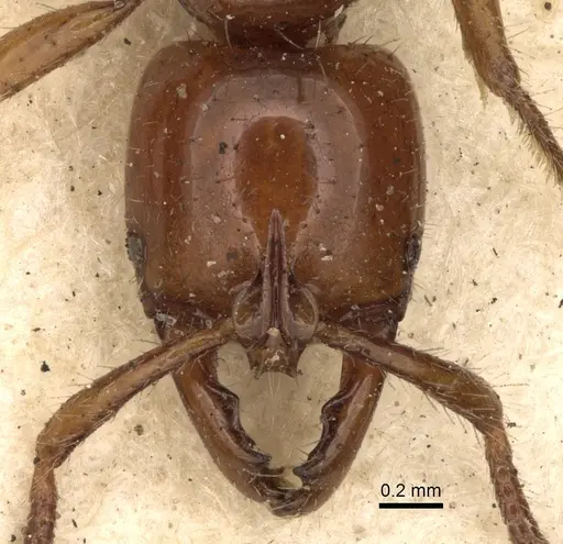 Myopias mayri specimen CASENT0281905 image casent0281905_2