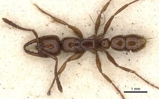 Myopias mayri specimen CASENT0901346 image casent0901346_1