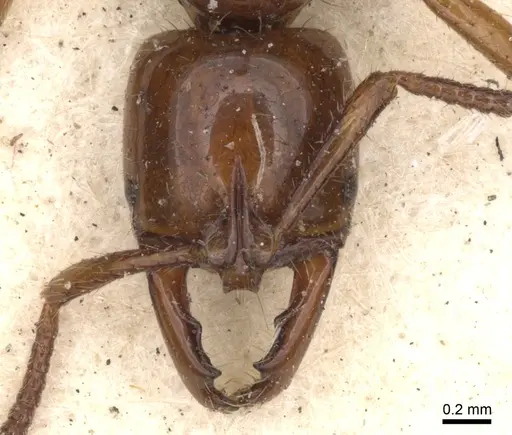 Myopias mayri specimen CASENT0901346 image casent0901346_2