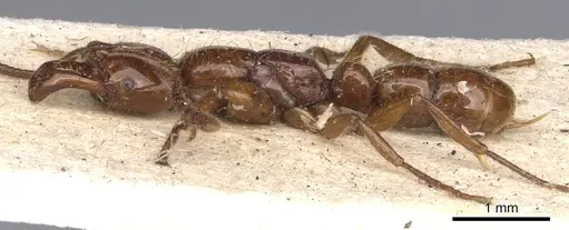 Myopias mayri specimen CASENT0901346 image casent0901346_3