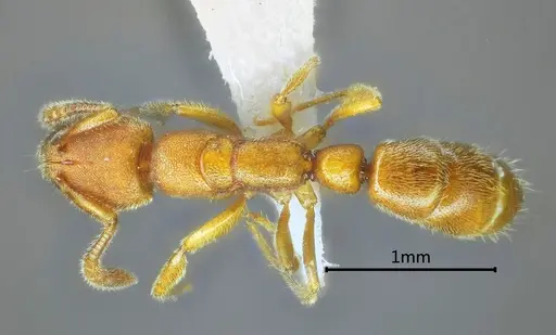 Myopias menba specimen ANTWEB1060514 image antweb1060514_1