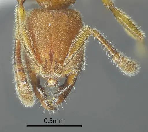 Myopias menba specimen ANTWEB1060514 image antweb1060514_2