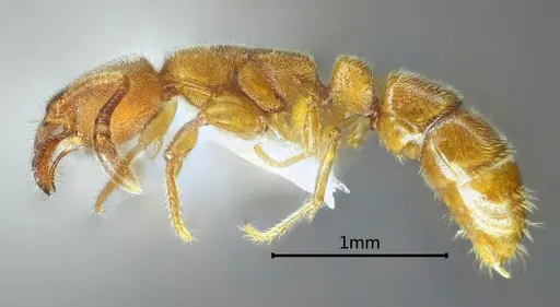 Myopias menba specimen ANTWEB1060514 image antweb1060514_3