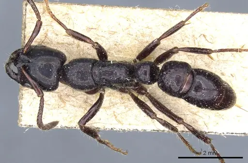 Myopias modiglianii specimen CASENT0903923 image casent0903923_1