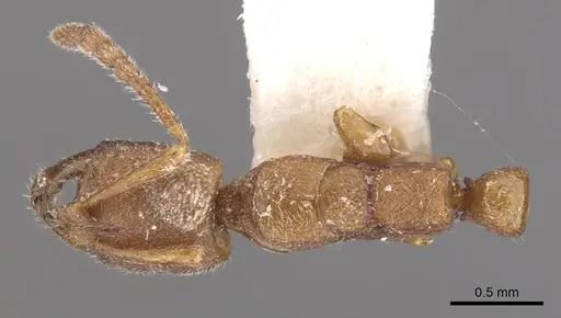 Myopias nops specimen CASENT0902527 image casent0902527_1
