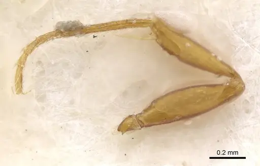 Myopias nops specimen CASENT0902527 image casent0902527_4