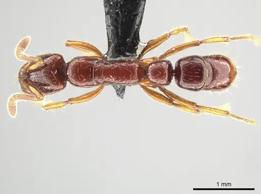 Myopias papua specimen CASENT0650197 image casent0650197_1