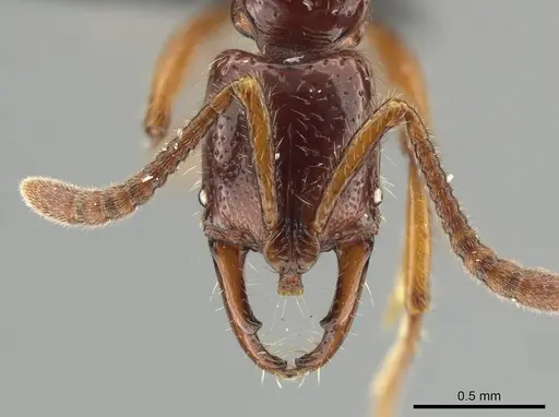 Myopias papua specimen CASENT0650197 image casent0650197_2