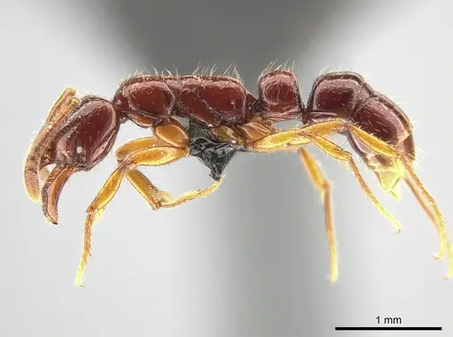 Myopias papua specimen CASENT0650197 image casent0650197_3